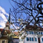 ZendoWettingen-Pfarrhausblüten