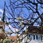 ZendoWettingen-Pfarrhausblüten